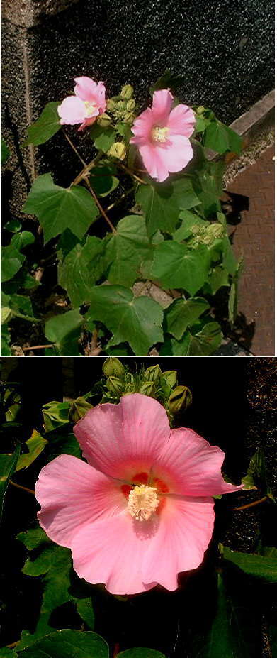 フヨウの花