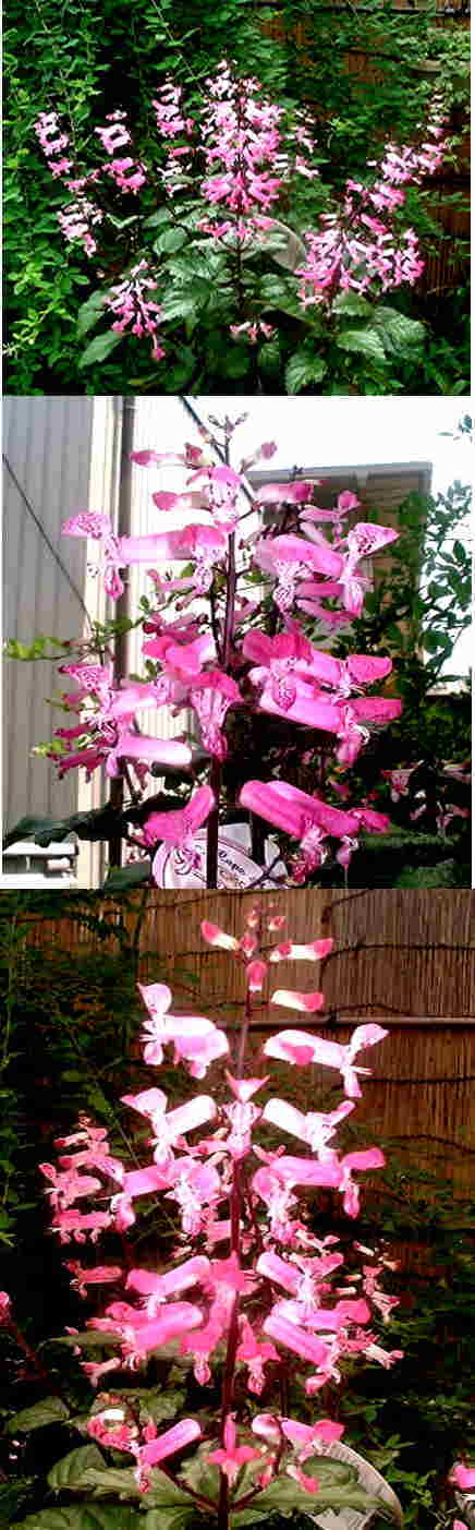 ケープエンジェルの花
