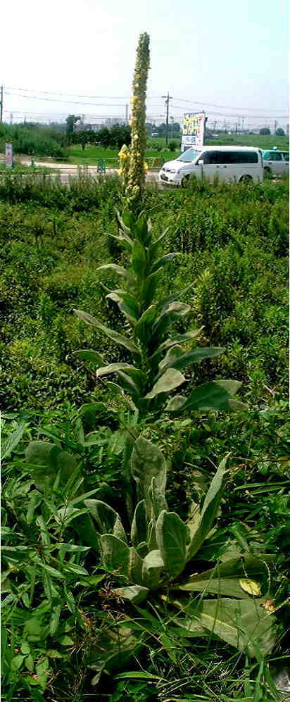 名前不明の花は「ビロードモウズ...