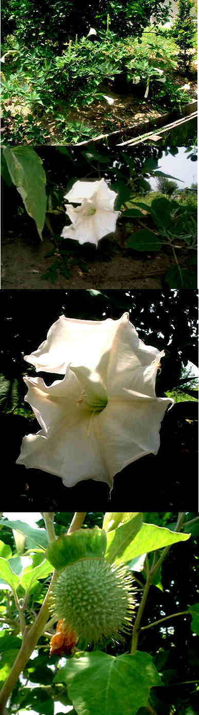 ダチュラの花