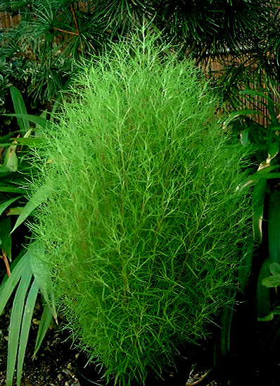 コキアの木「観葉植物」