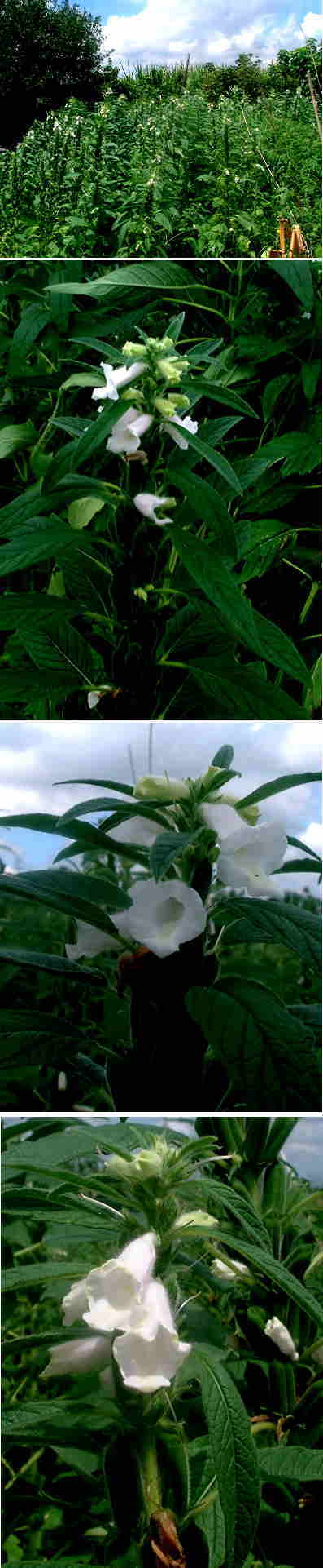 ゴマの花
