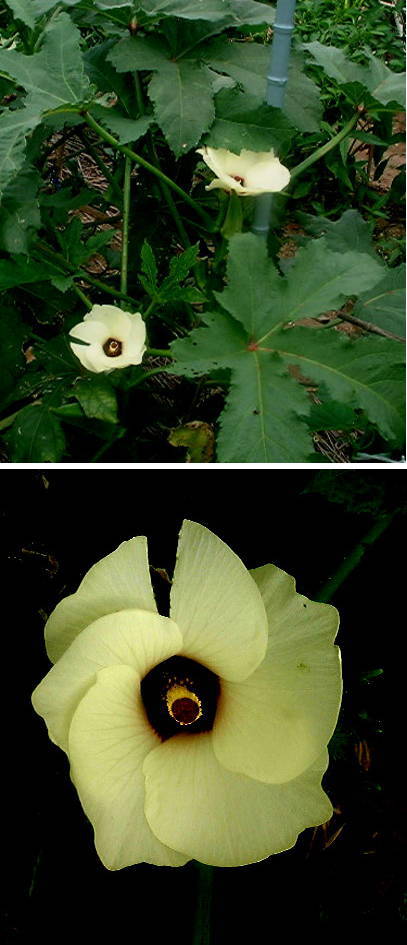 オクラの花
