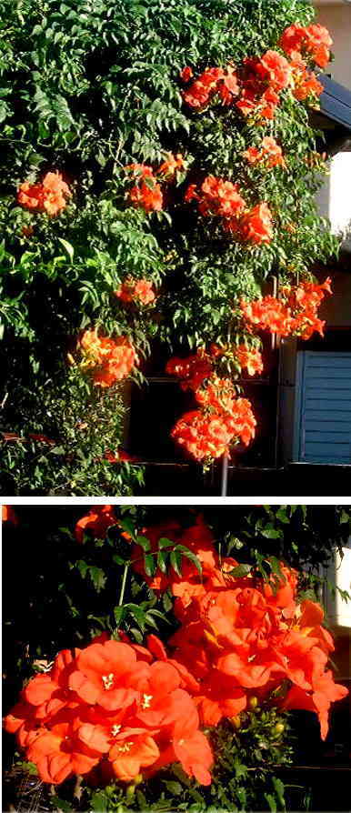 ノウゼンカズラの花