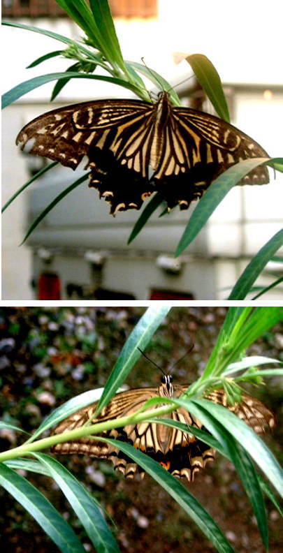 フウセントウワタと蝶蝶
