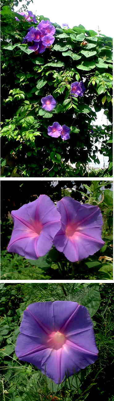 アサガオの花