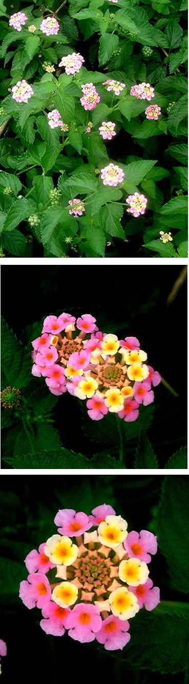 ランタナの花