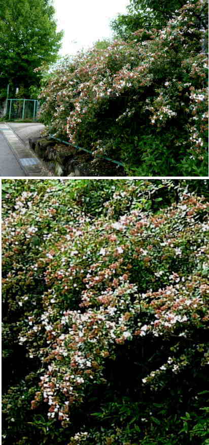 ハナゾノツクバネウツギの花