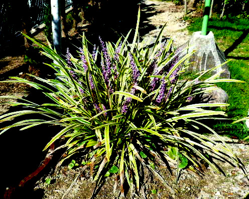 斑入りヤブランの花