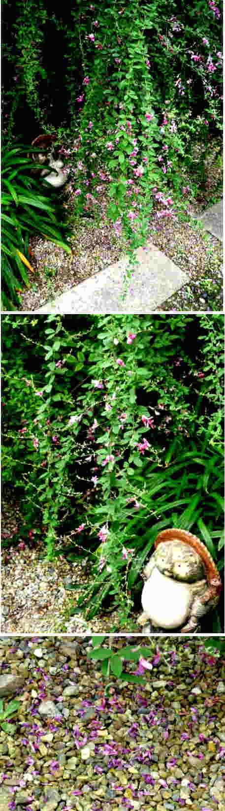 ミヤギノハギの花