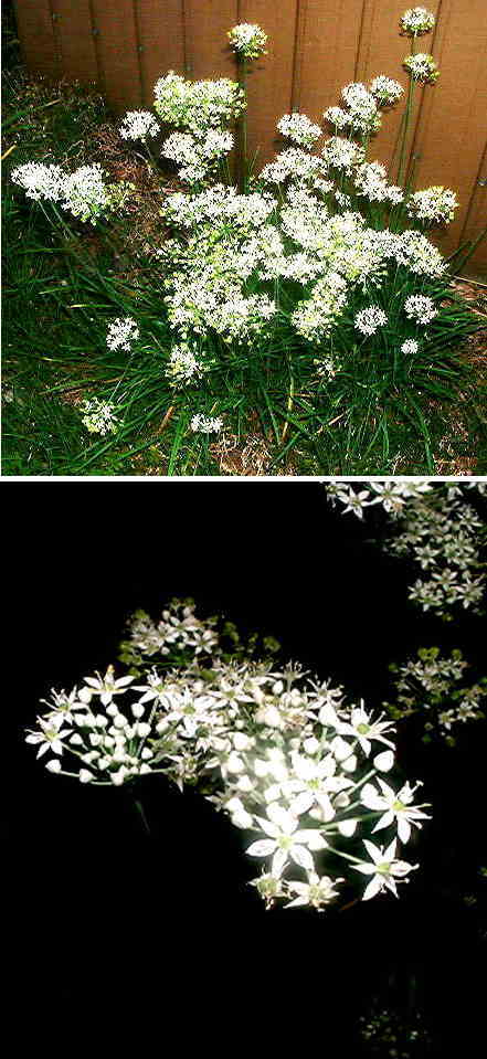 ニラの花（食用）