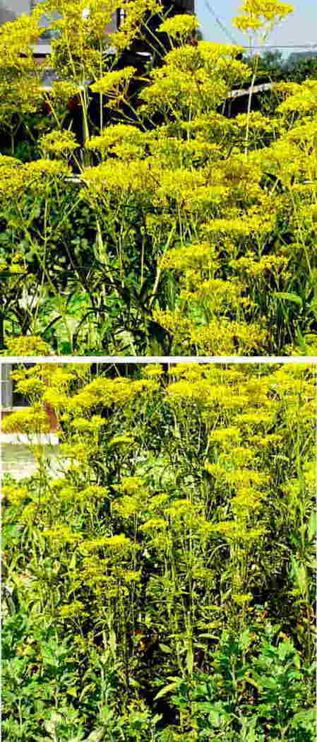 オミナエシの花
