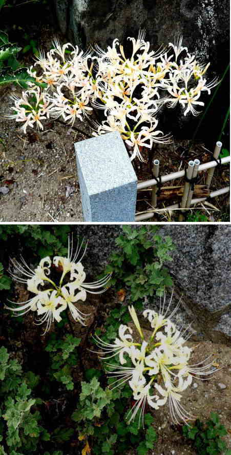 彼岸花によく似たネリネの花