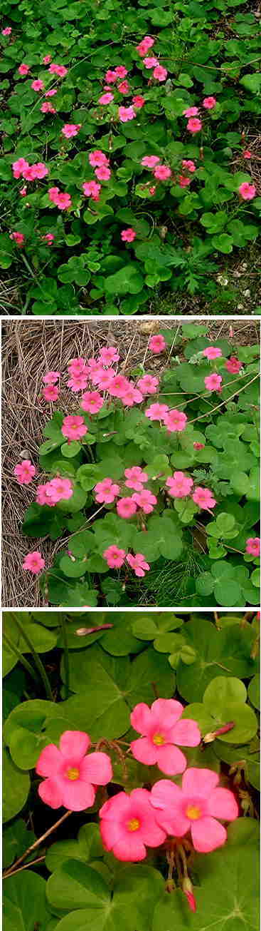 オキザリスの花