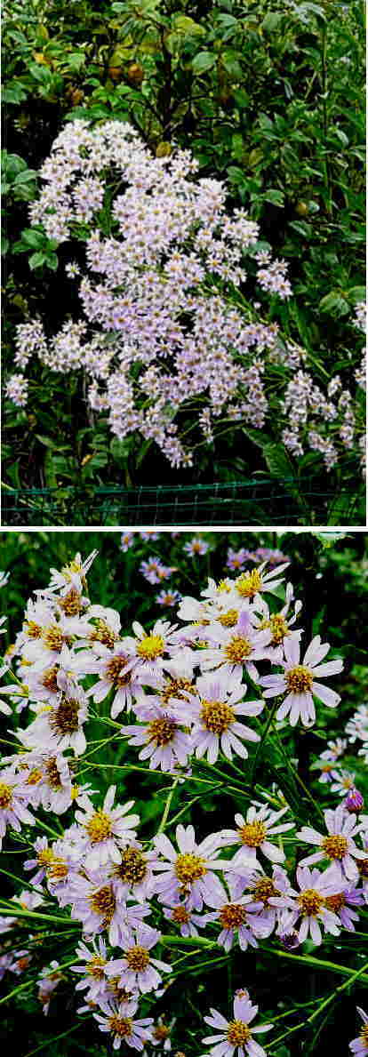 シオンの花