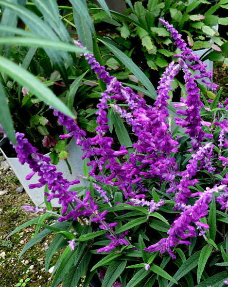 アメジストセージの花
