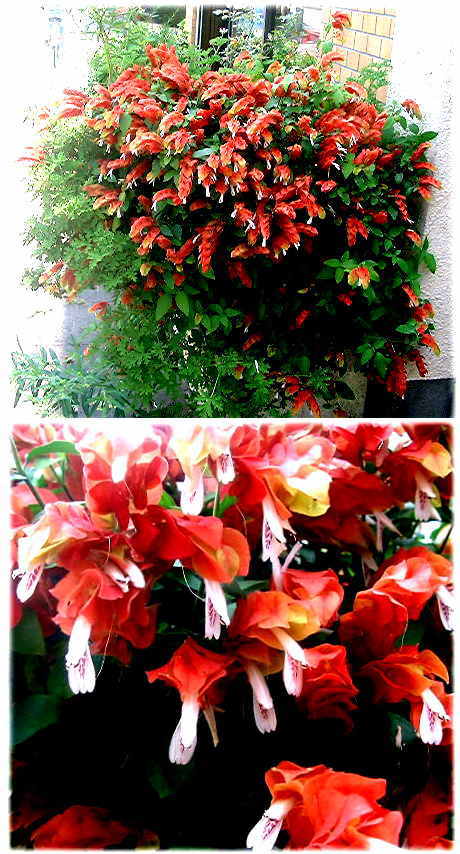 ペロペロネの花