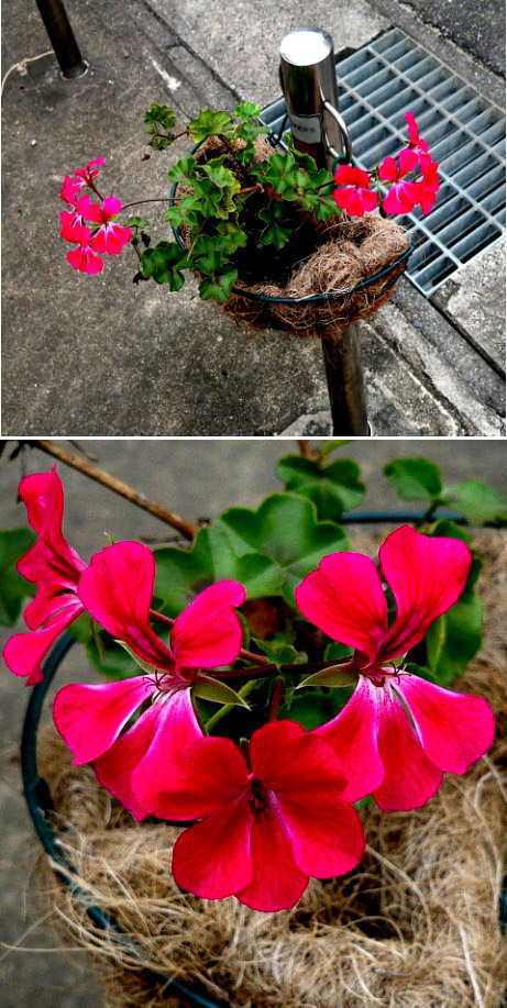 アイビーゼラニウムの花