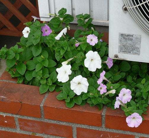 ペチュニアの花