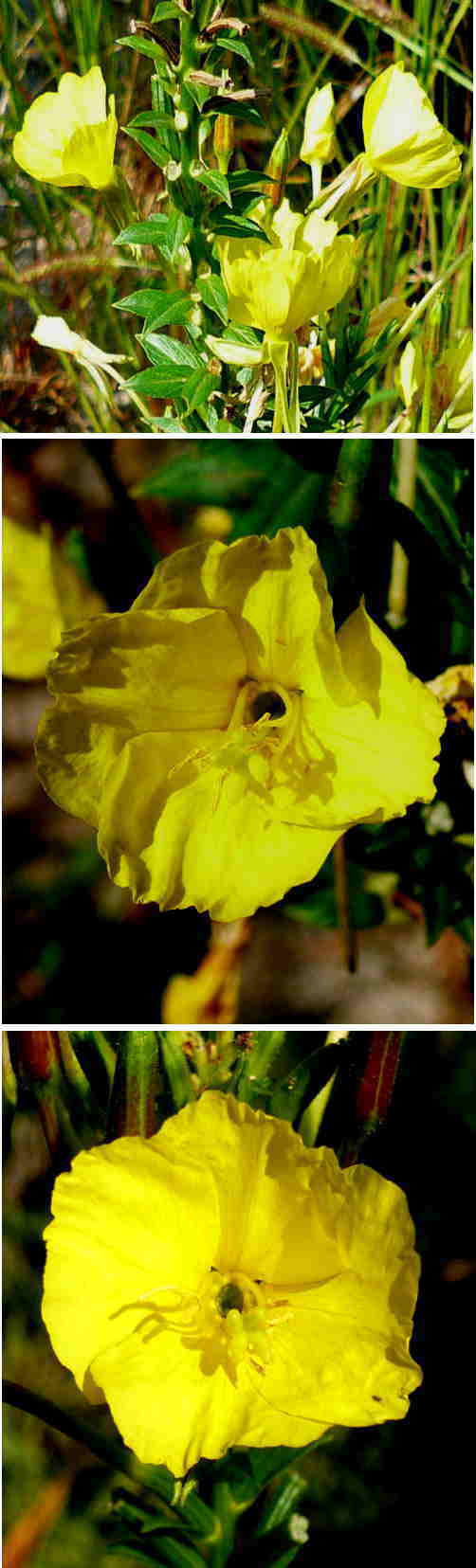 不明の花は「待宵草」でした