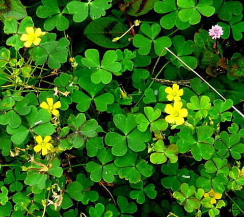 不明の花は「カタバミ」でした