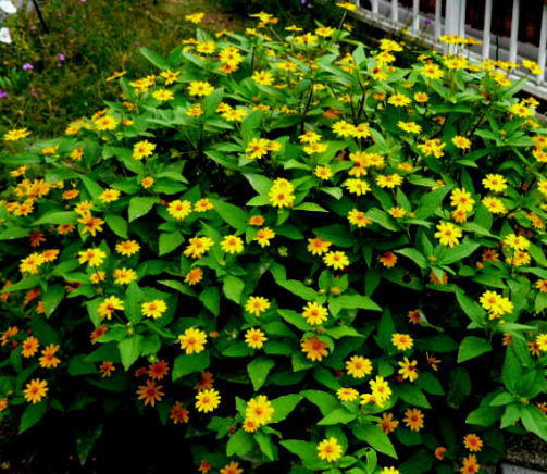 メランポデュームの花
