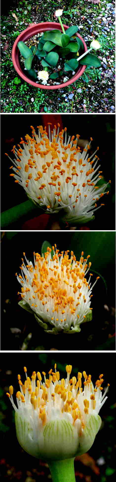 マユハケオモトの花
