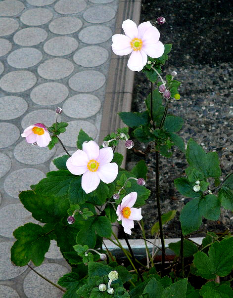 シュウメイギクの花