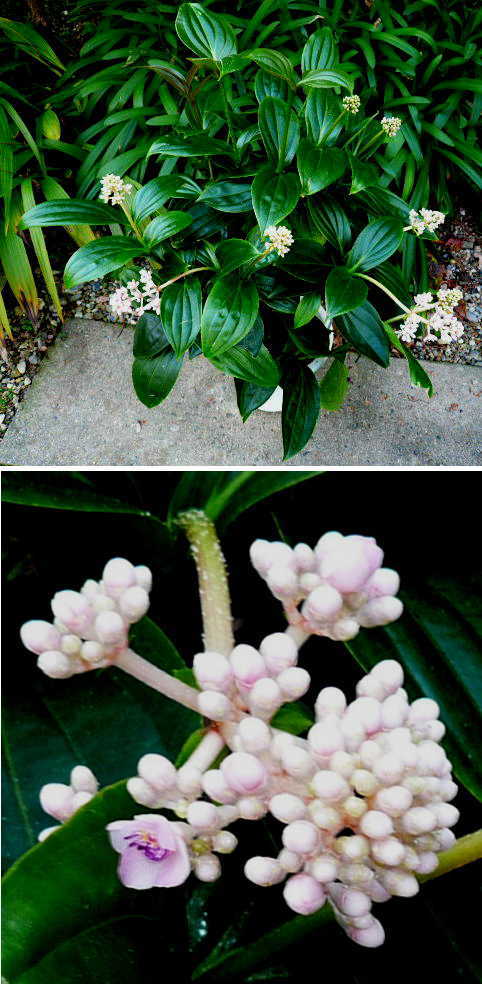 メディニラ・スペキオサの花