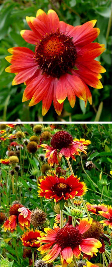 ガイラルディアの花