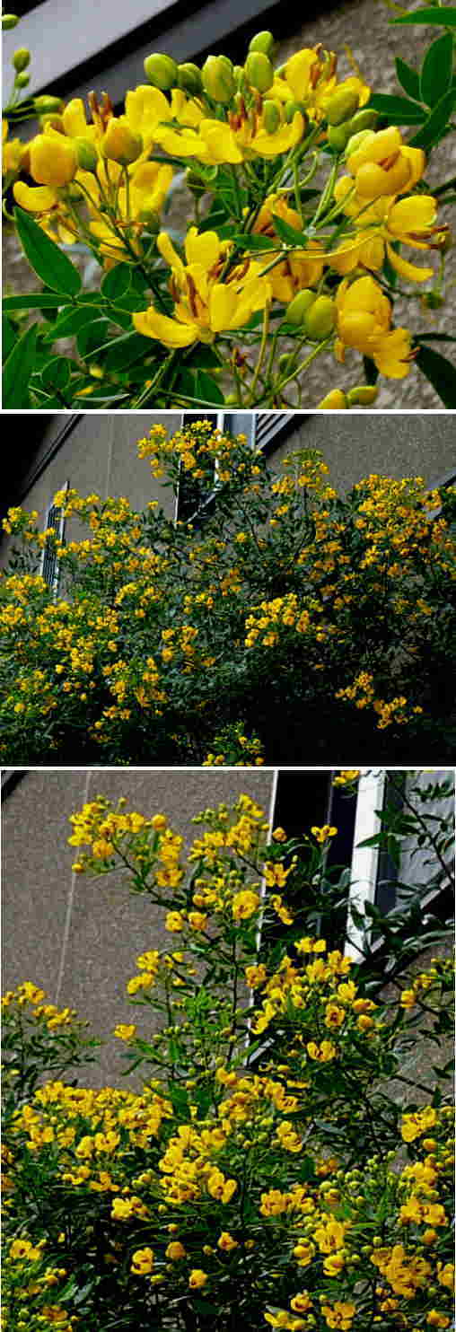 不明の花「アンデスの乙女」でし...