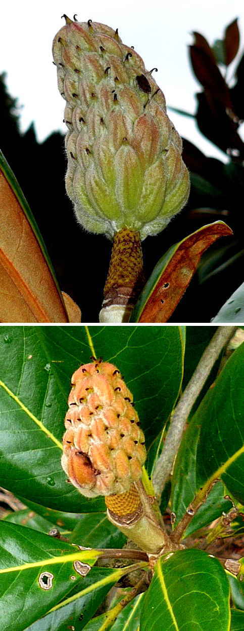タイサンボクの花軸