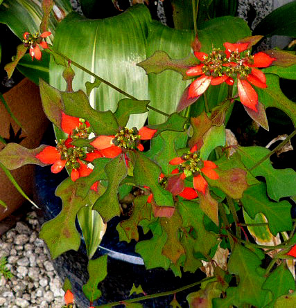 ショウジョウソウの花