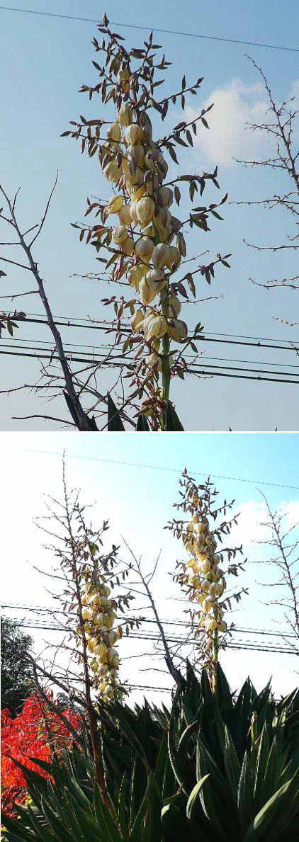 アツバキミガヨランの花