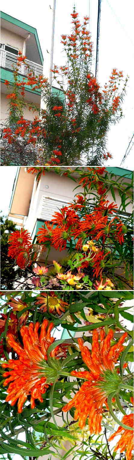 不明の花はレオノティスの花でし...