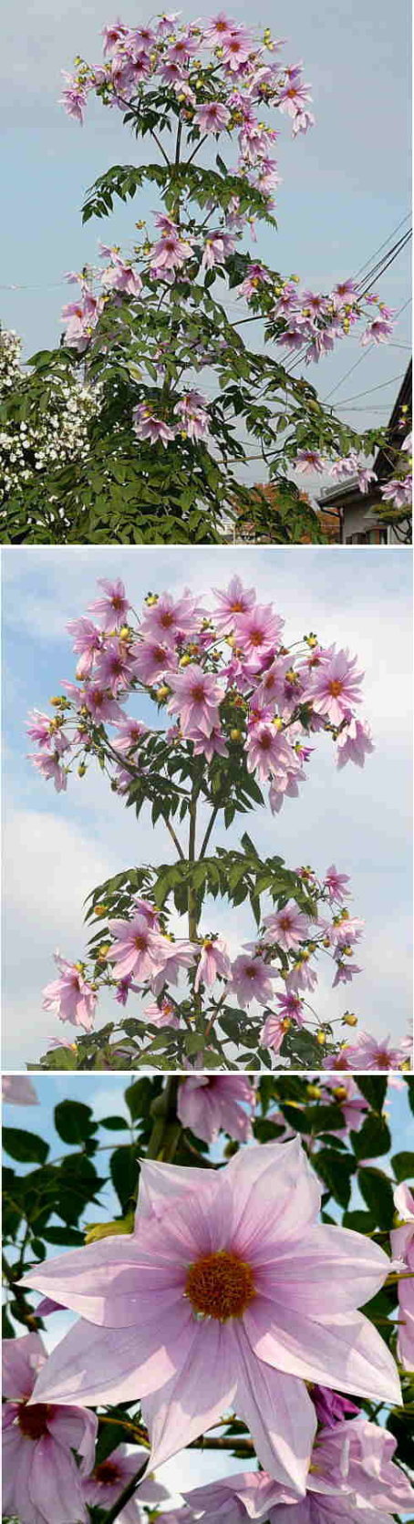 皇帝ダリアのピンクの花