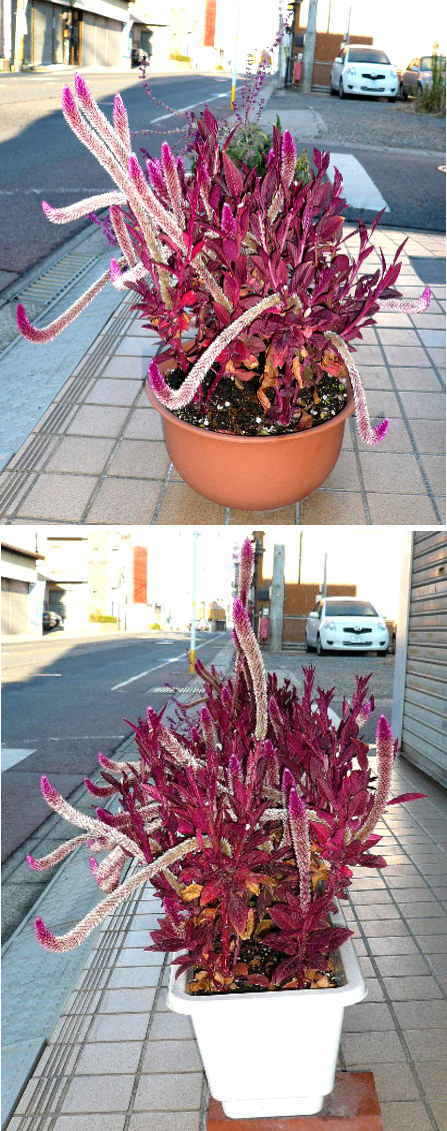 ベネズエラの花