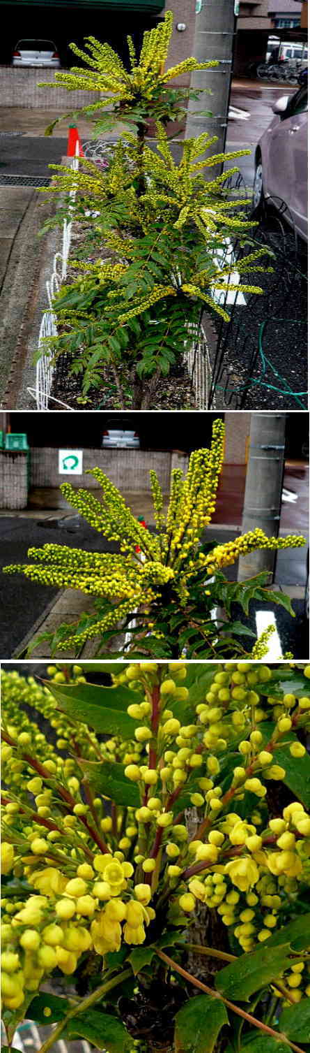 ヒイラギナンテンの花