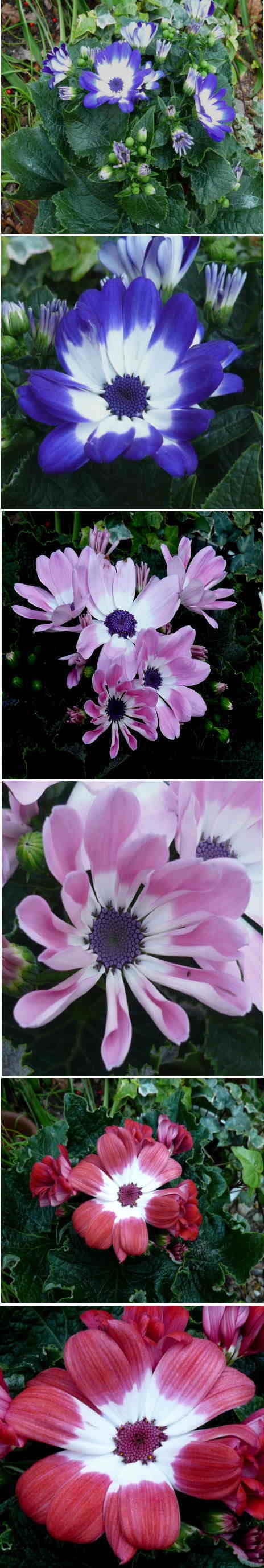 サイネリアの綺麗な花