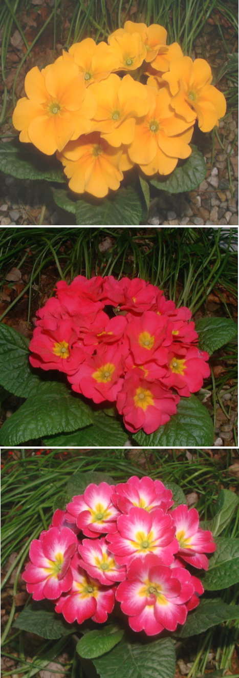 春を呼ぶジュリアンの花