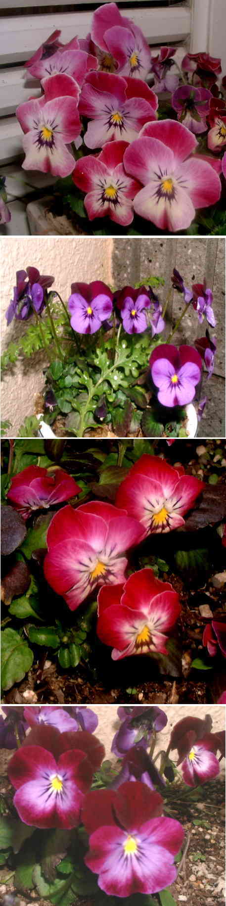 ビオラの花