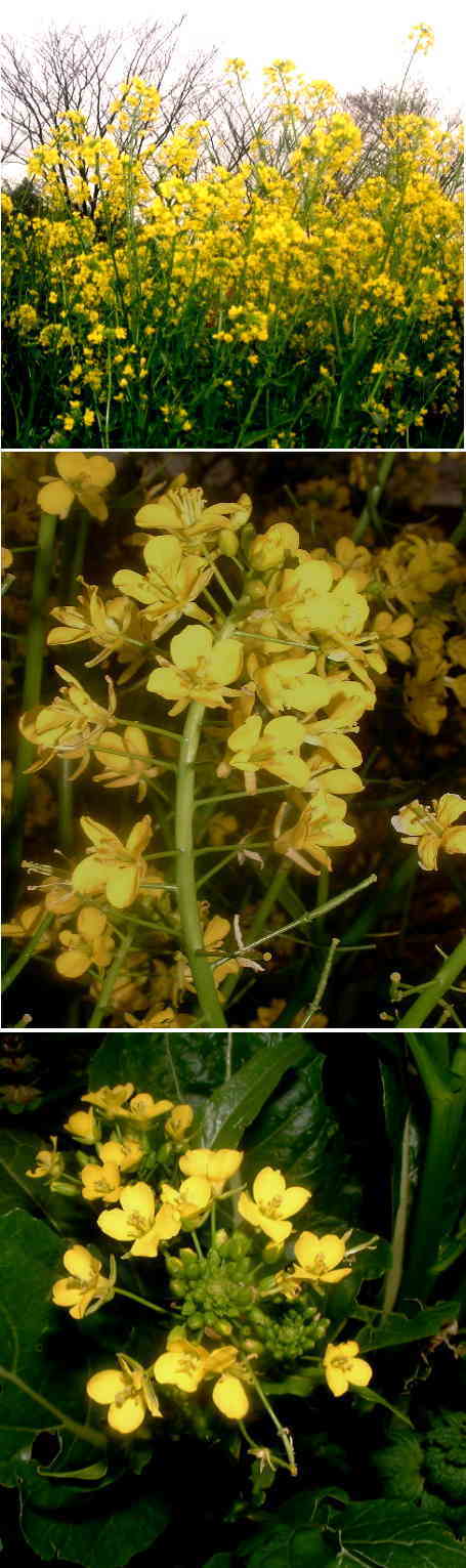 菜の花