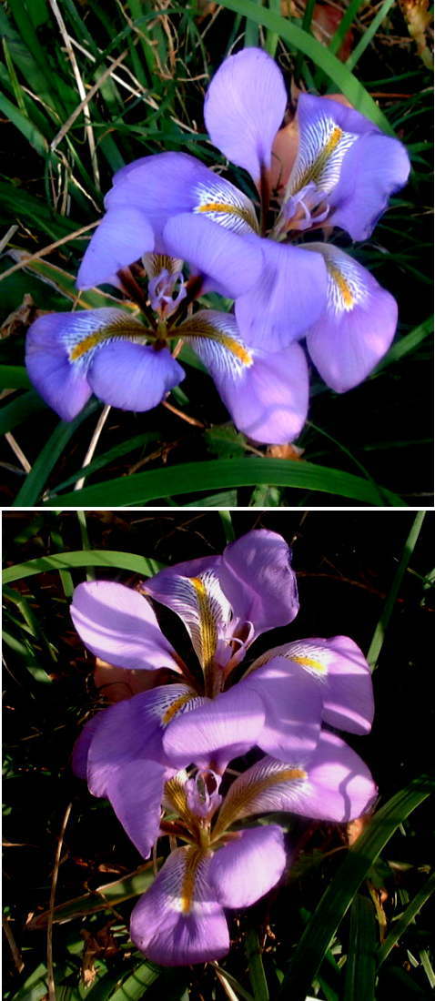 寒アヤメの花