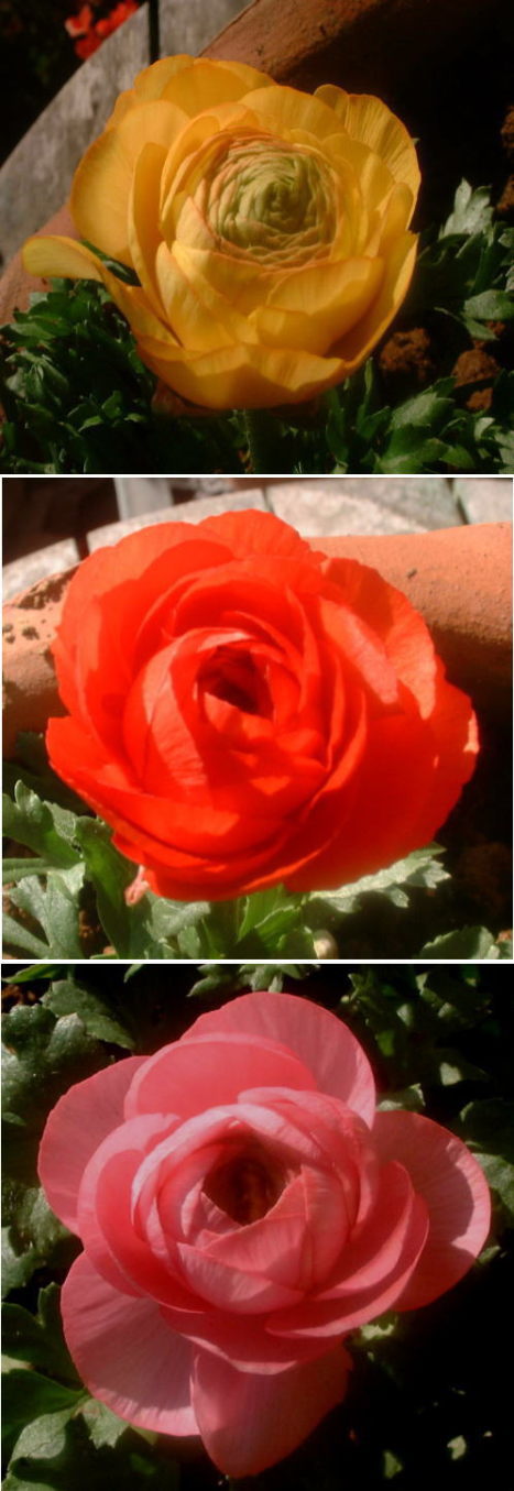 レナンキュラスの花