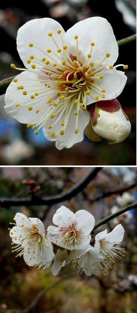 ようやく梅の開花