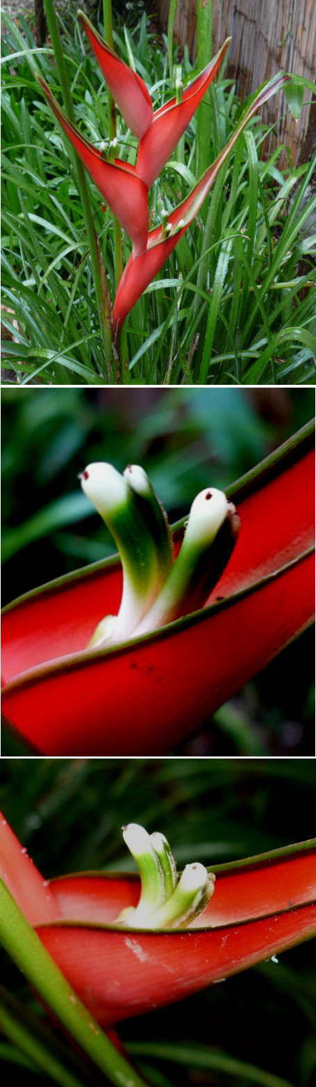 ヘリコニアの花