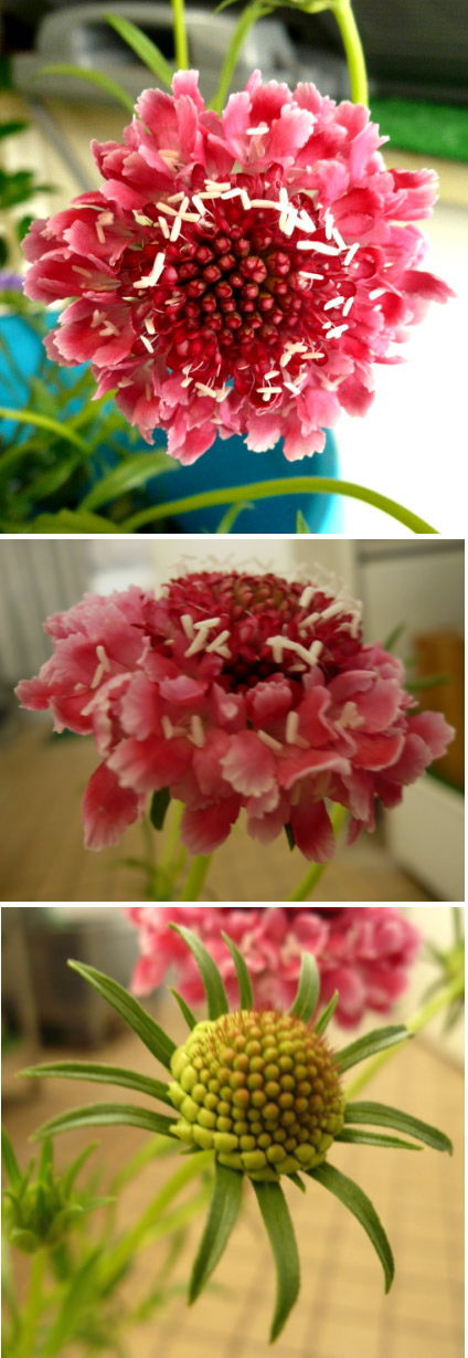スカピオサの花