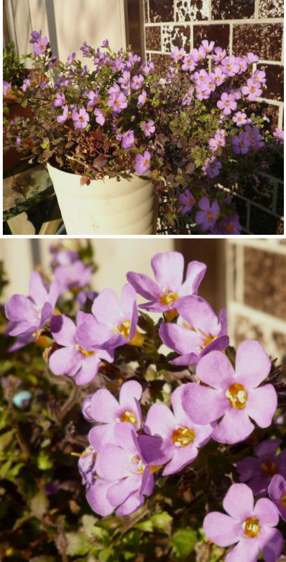 不明の花は「バコバ」の花でした