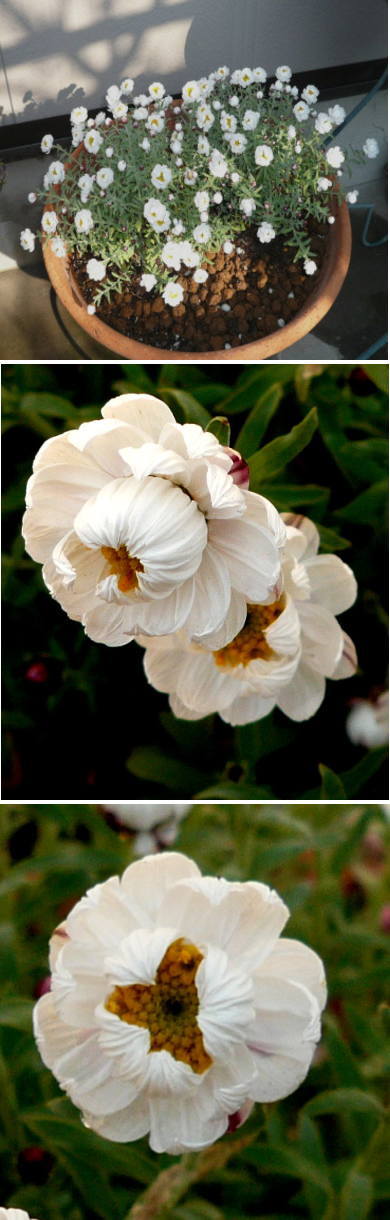 花かんざしの花