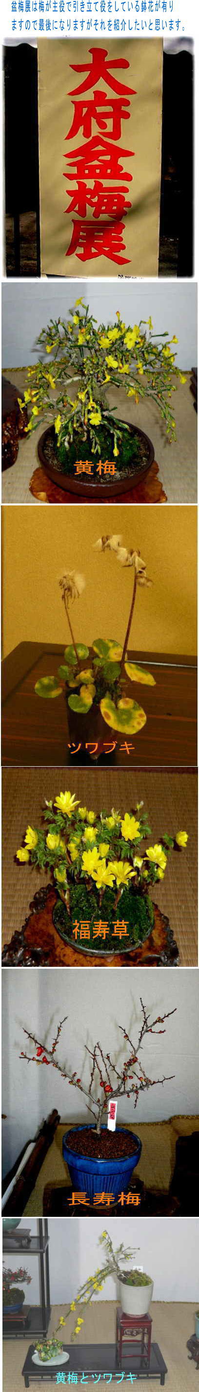 盆梅展の脇役たち　ＮＯ−３